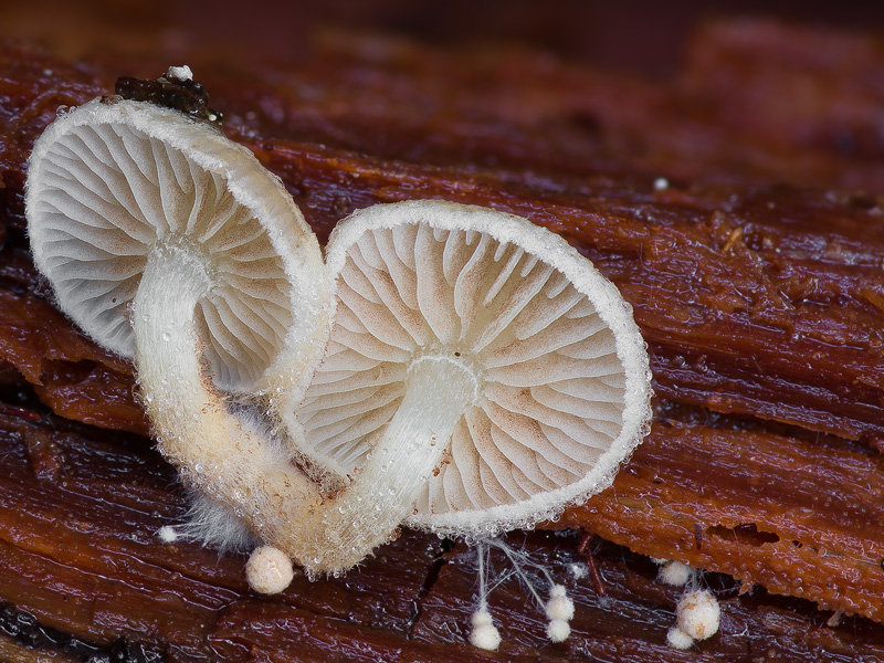 Pholiota scamba